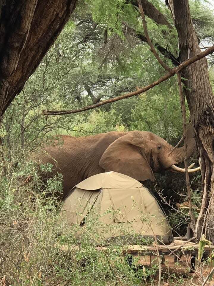 Elephants near a safari camp in a client-supplied Kenya photo