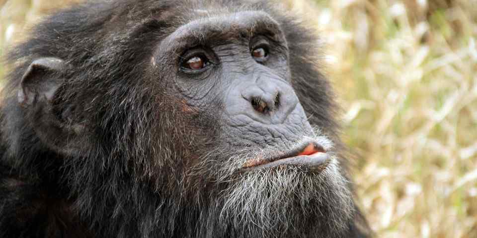 Ape photographed in a Sweetwaters-labelled photo supplied by the client