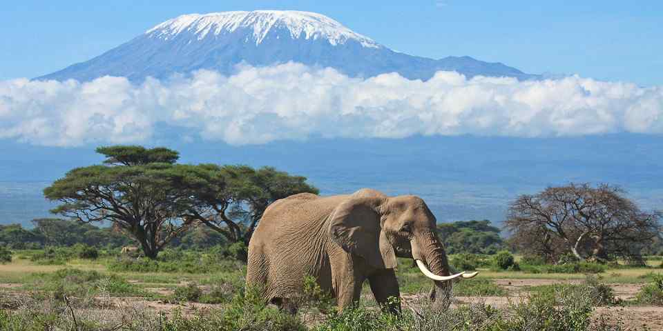Elephant beneath Mount Kilimanjaro in Amboseli National Park, supplied photo