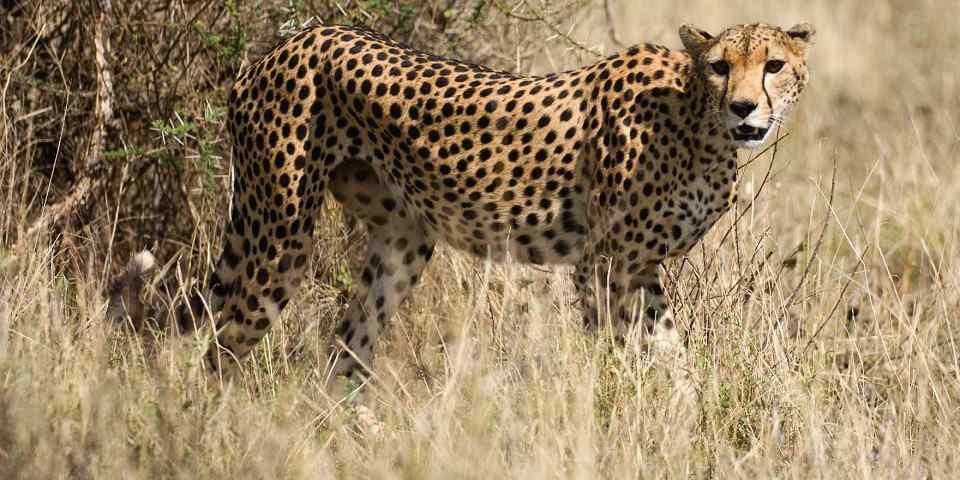 Cheetah in Buffalo Springs National Reserve, supplied photo