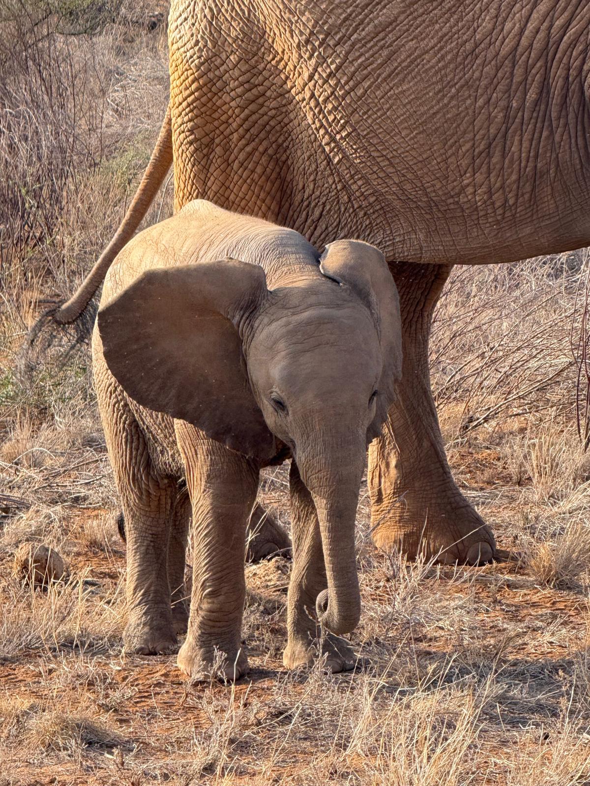 Elephant on Kenyan safari, supplied by the client