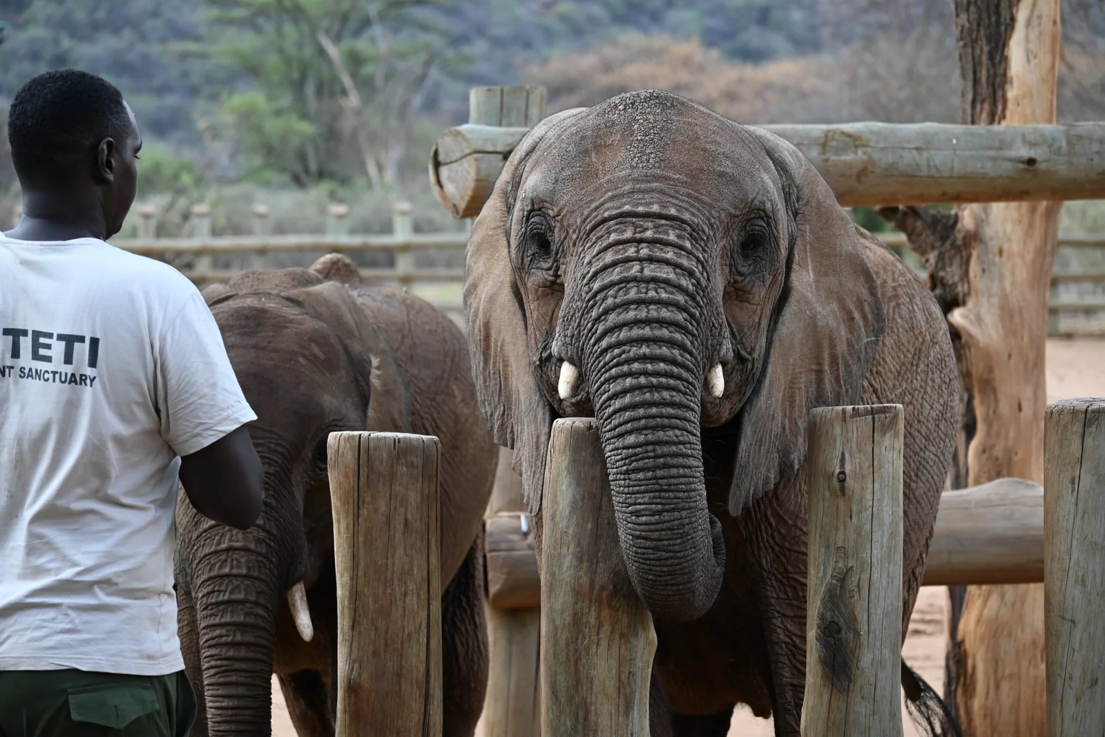 Elephant at Reteti Elephant Sanctuary