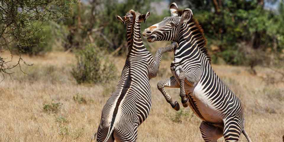Zebras photographed in Samburu National Reserve, supplied by the client