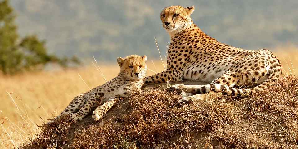 Cheetah and cubs in Maasai Mara National Reserve, supplied photo