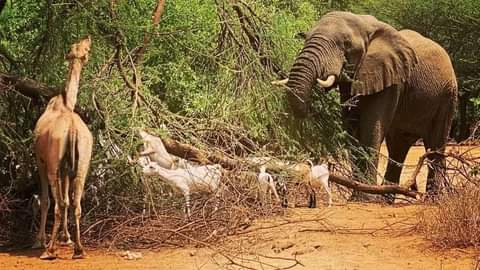 Giraffe and elephant in a northern Kenya wilderness photo supplied by the client