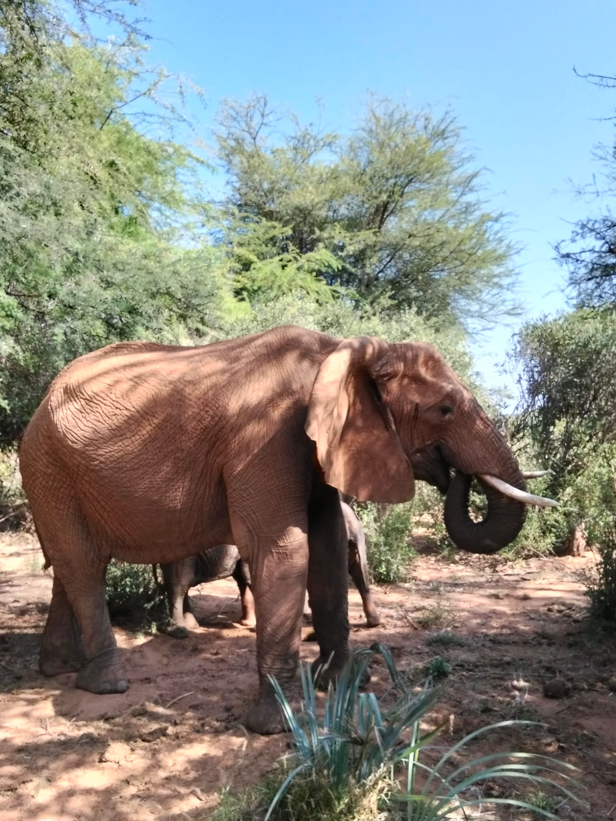 Elephants in green Kenyan bushland supplied by the client; package includes an Ol Pejeta stop