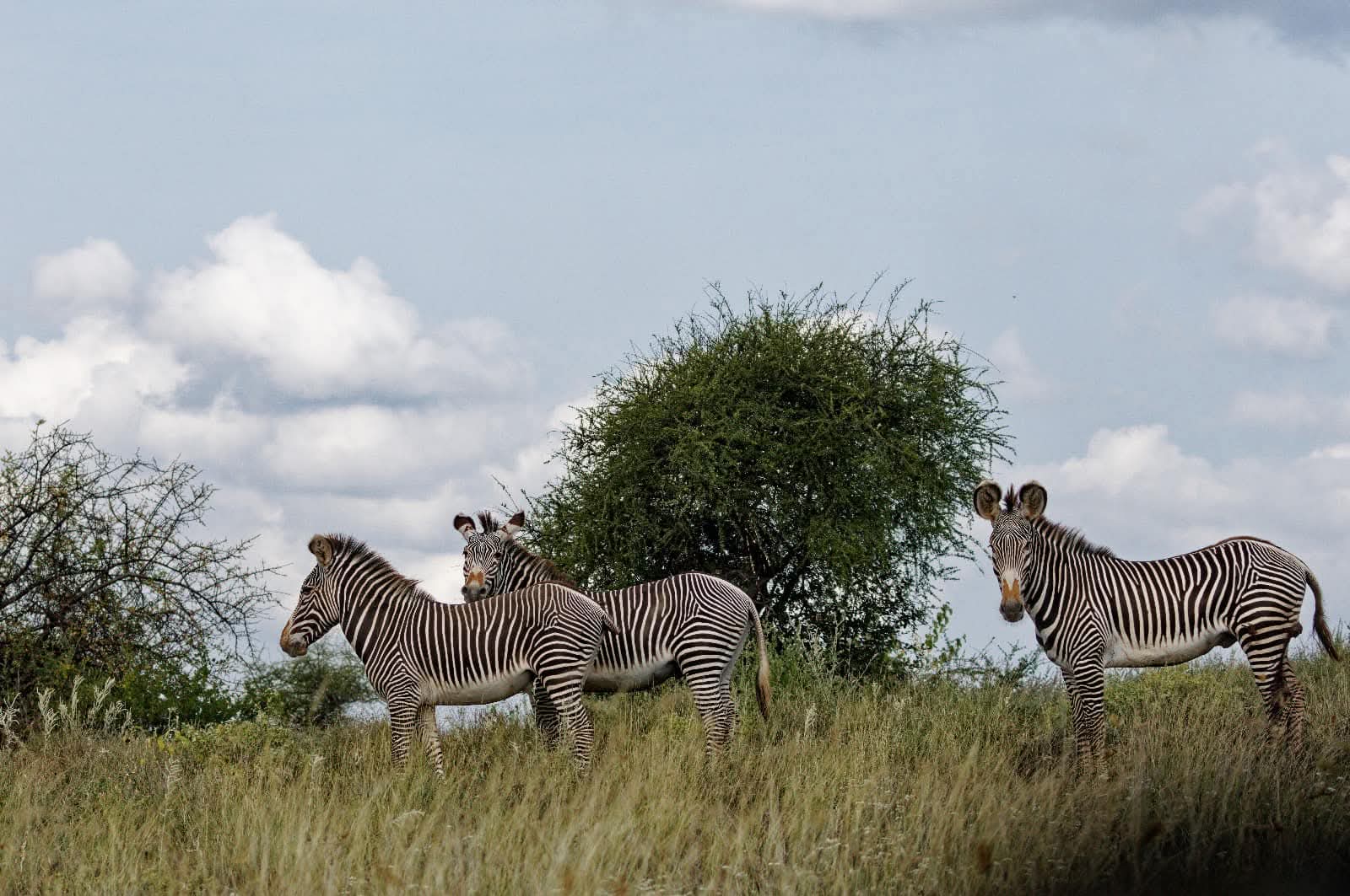 Zebras photographed on safari in the client’s Kenya wildlife collection