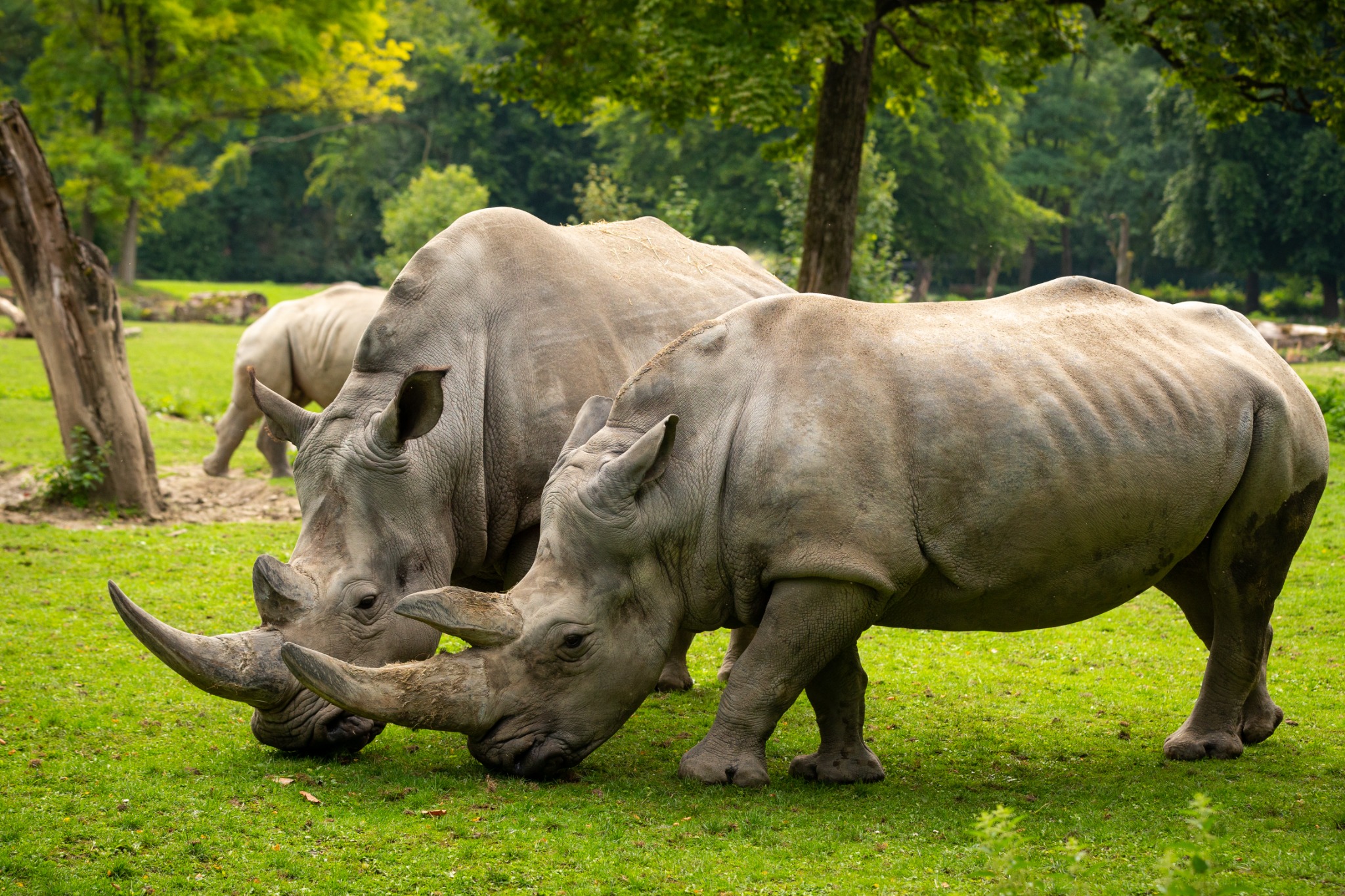 Rhinos in a protected Kenyan habitat, representative wildlife photo for the Lake Nakuru itinerary