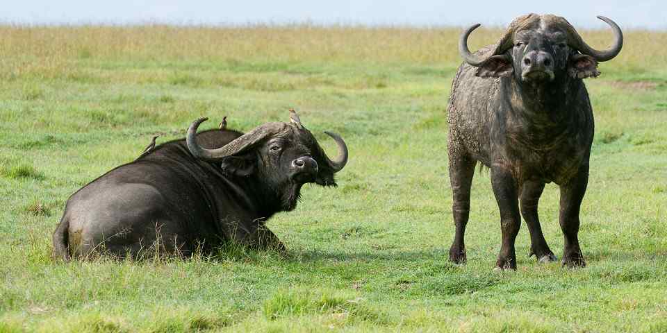 Buffaloes in Laikipia Plateau from the client-provided location-labelled photo