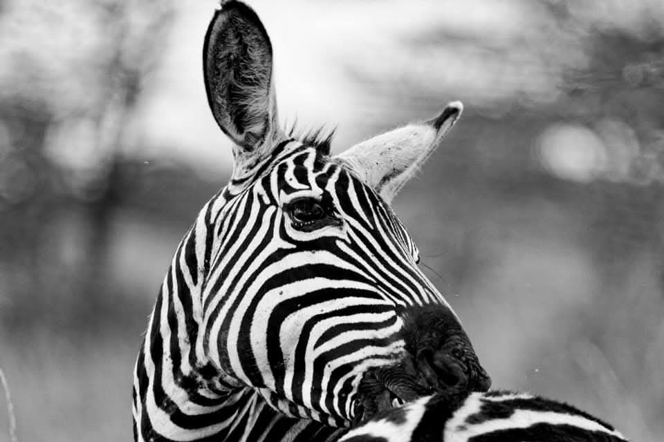 Zebra from the client's northern Kenya wildlife collection