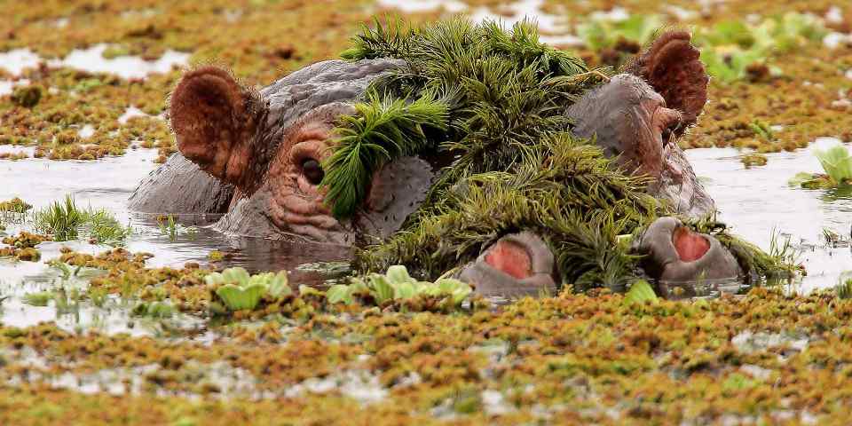 Hippos in a wetland habitat in the client-provided Amboseli National Park photo