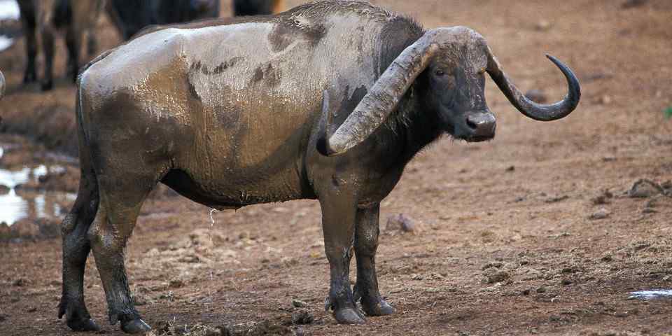 Buffalo in the Aberdare National Park photo supplied by the client
