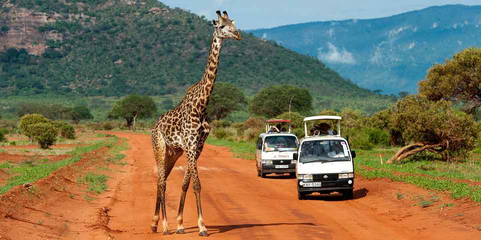Giraffe and safari vehicles in Tsavo East National Park, supplied photo
