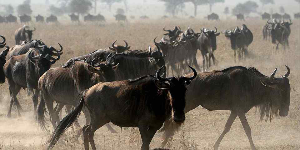 Wildebeest migration herd photographed in Maasai Mara National Reserve
