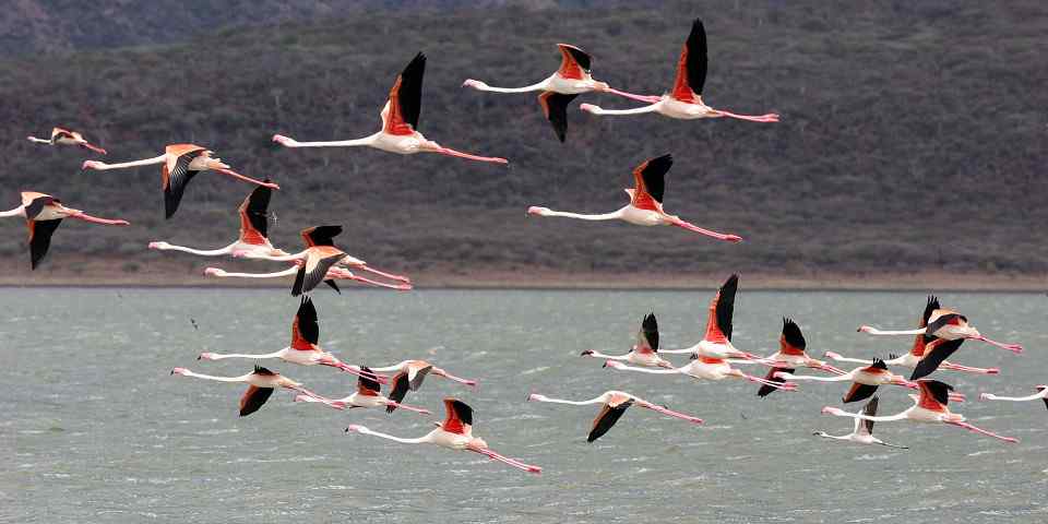 Flamingos at Lake Bogoria National Reserve, supplied photo
