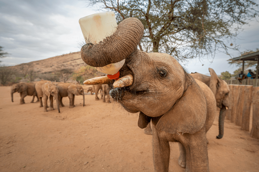 Young elephant drinking from a bottle at Reteti Elephant Sanctuary