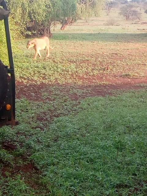 Wildlife and open Kenyan landscape from the client’s collection; route details to be confirmed
