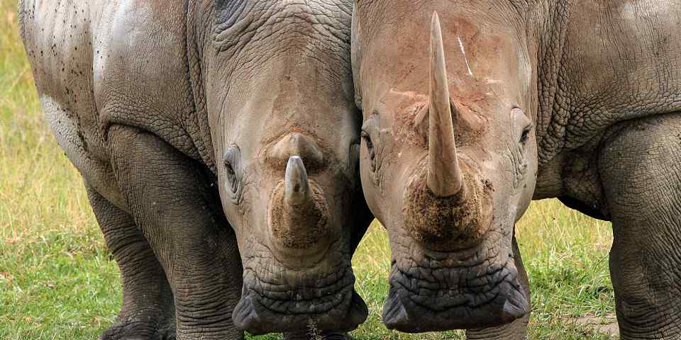 Rhinoceroses in Lake Nakuru National Park, supplied photo