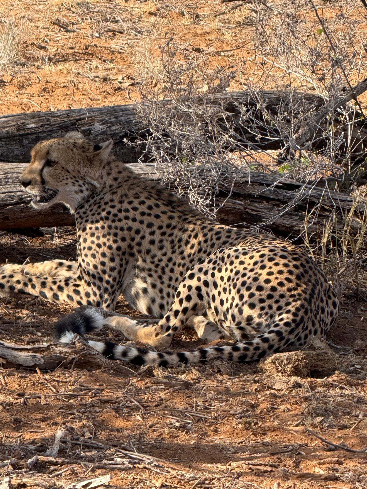 Cheetah from the client’s Kenya wildlife collection; destination location to be confirmed