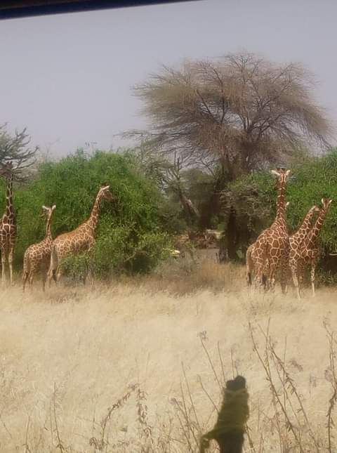 Giraffes in open bushland photographed by the client